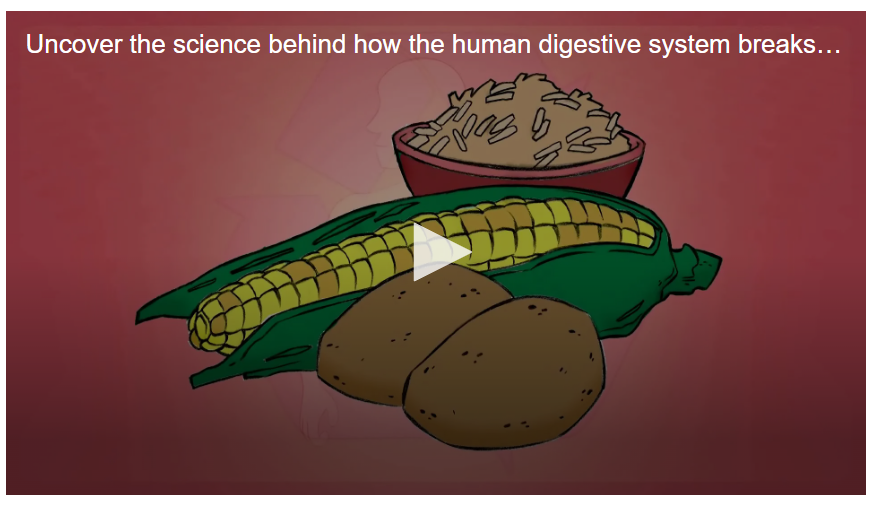 How Body digests food